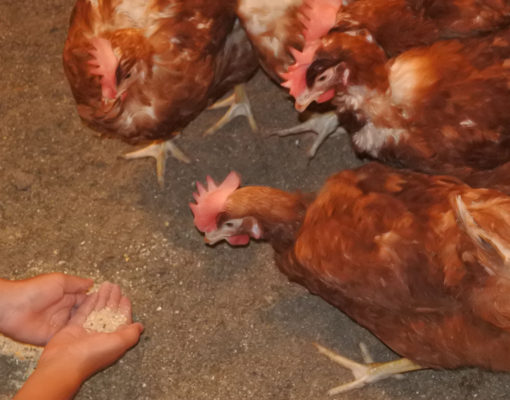 Free-range hens on the John Frey farm