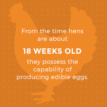 Hens Can Lay Eggs at 18 Weeks Old