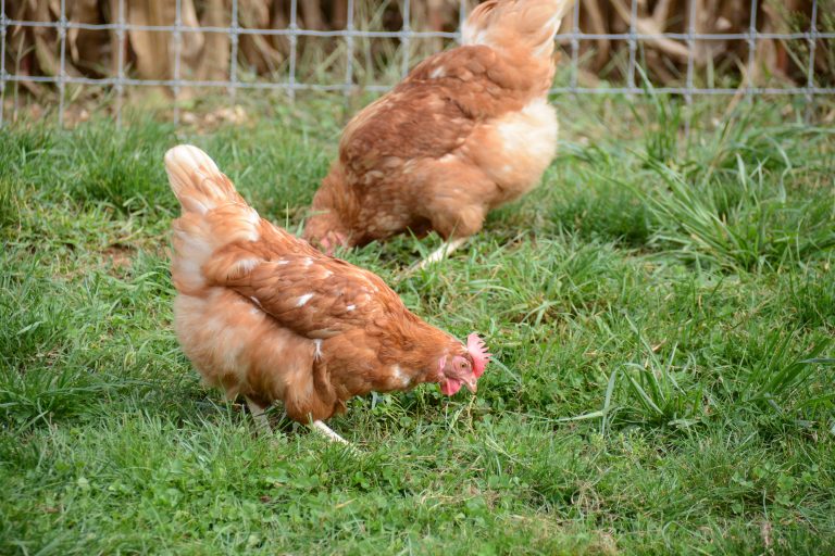 Earl-Martin-Hens-10-768x512-1