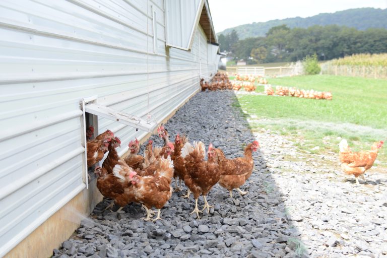 Earl-Martin-Hens-4-768x512-1