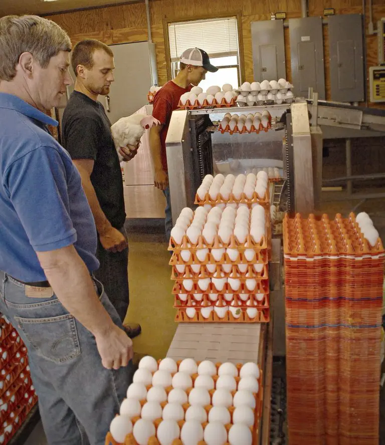 Harvest Lane Farm - Sauder's Eggs Harvest Lane Farm - Sauder's Eggs