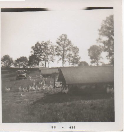 egg-history004
